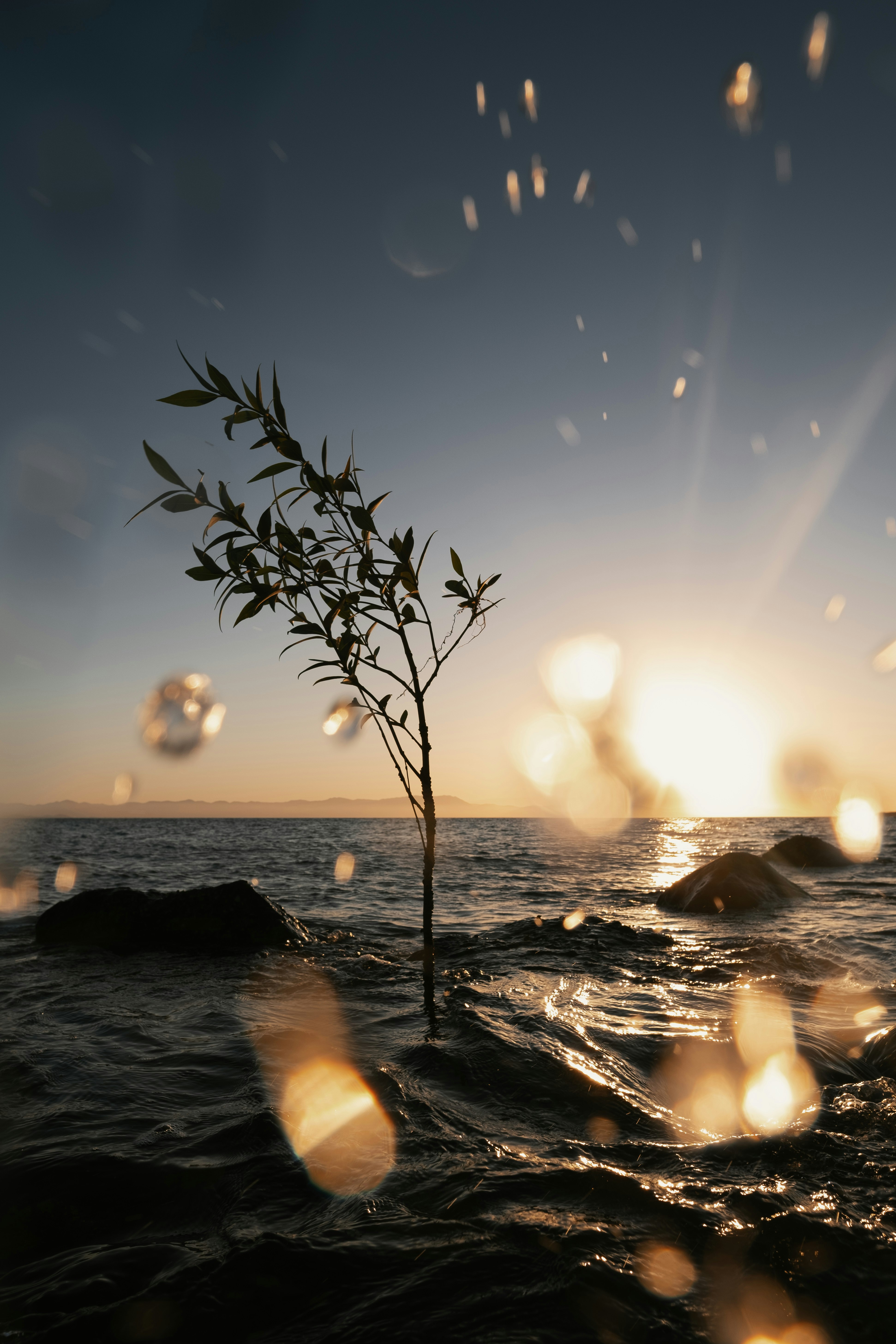 tree and rocks on sea